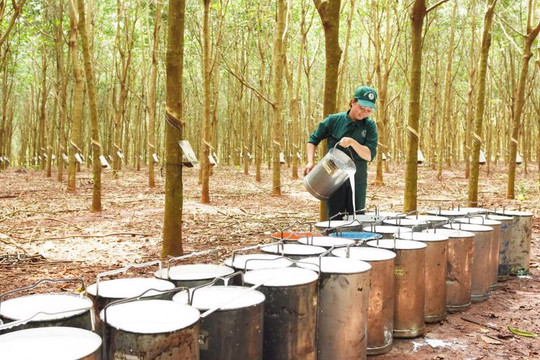 8 tháng đầu năm, xuất khẩu cao su đạt trên 2 tỷ USD
