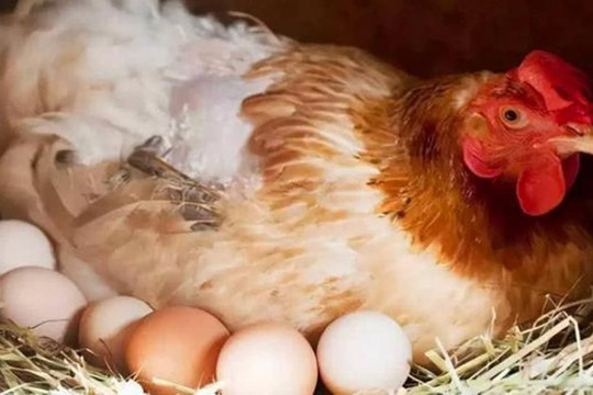 Tại sao gà đẻ trứng hàng ngày? Tổ tiên của loài gà có thực sự là khủng long?