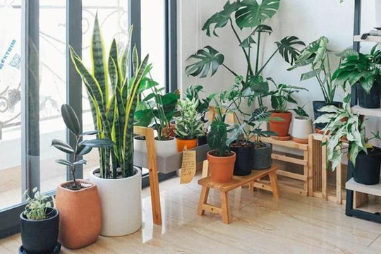 6 loại hoa này là lựa chọn hàng đầu để trồng hoa trong các nhà kín, đều là những loại hoa có tác dụng thanh lọc, bảo quản ở nhà rất tốt cho sức khỏe