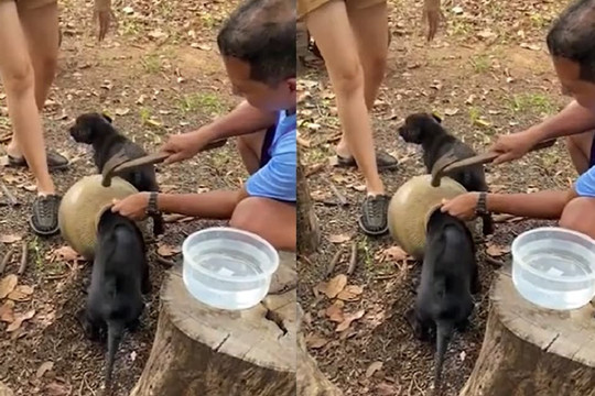 'Nghẹt thở' cảnh giải cứu chú chó con bị mắc kẹt đầu trong chum