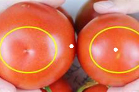Khi mua cà chua, đừng chỉ chọn những quả có màu đỏ, những quả 'cái' sẽ có nhiều cát, ngọt và mọng nước hơn