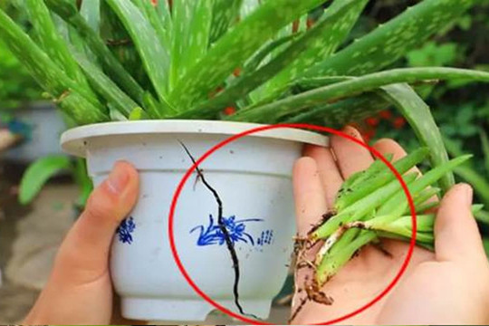 Tránh 3 điều “kiêng kỵ” này khi nuôi nha đam thì chồi mới nhiều và khỏe, lá mập và chậu hoa tươi tốt