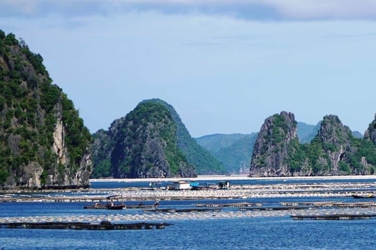 Quảng Ninh: Khai trừ Đảng 4 cán bộ kiểm tra trật tự đô thị và môi trường TP Cẩm Phả.