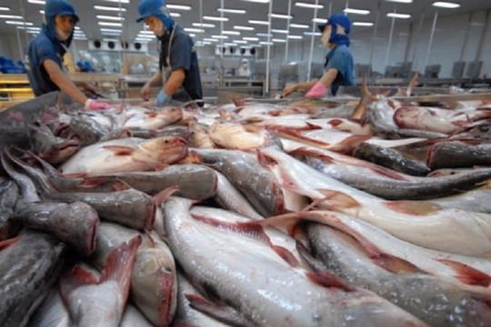 Xuất khẩu cá tra kỳ vọng hồi phục quý IV