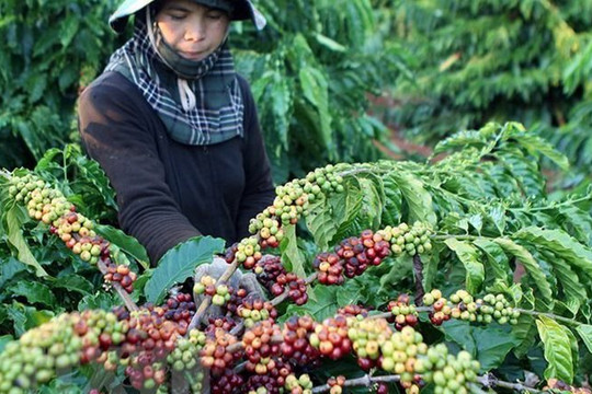 9 tháng, ngành nông nghiệp xuất siêu tăng gấp đôi năm ngoái