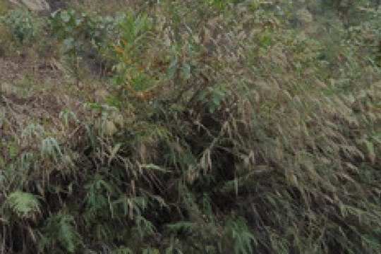 Phát hiện thi thể phân huỷ trơ xương trong bụi cây