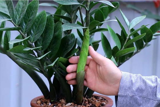 Nuôi cây kim tiền cần tránh “3 điều kỵ”, cây sẽ xanh bốn mùa, cành lá sum suê, bóng mượt, cây mang ý nghĩa giàu sang phú quý