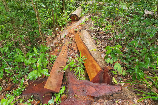 Gia Lai: Dấu hiệu tái diễn việc phá rừng tại huyện Kông Chro