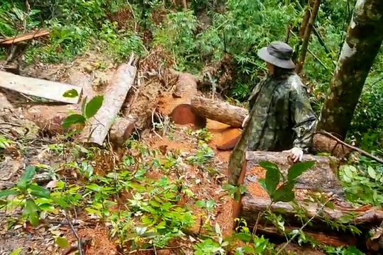 Gia Lai:  Thường xuyên phối hợp tuần tra mà rừng vẫn bị chặt phá