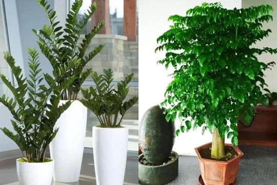 5 loại 'cây phú quý', ý nghĩa tươi tốt, tự nhiên thích hợp để trong phòng khách