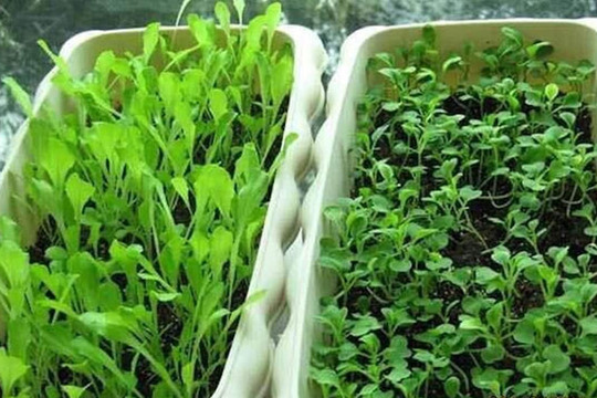 Đây là những loại rau chịu lạnh, không sâu bệnh, sinh trưởng nhanh, có thể ăn nhiều lần, trồng ở ban công là thích hợp nhất!