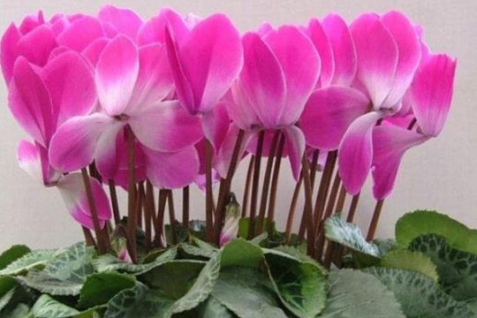 Sau tháng 10 thích hợp để bắt đầu cho 3 loại hoa nở đẹp, dễ chăm sóc