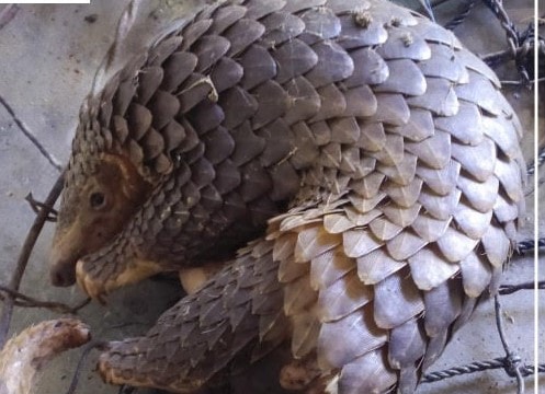 Công tác xử lý vi phạm về động vật hoang dã tại Việt Nam như thế nào?