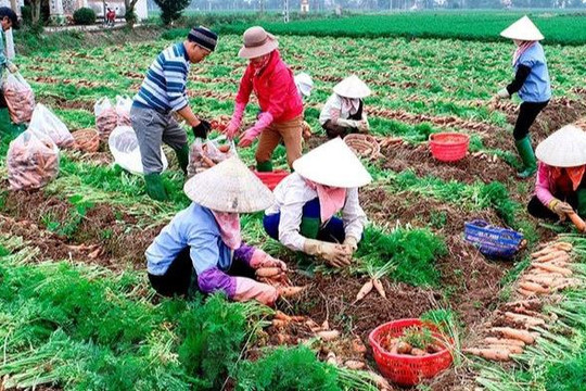 Nâng tầm cà rốt Hải Dương