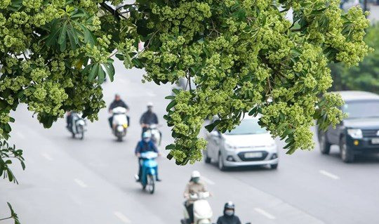 Đề xuất di dời 80 cây hoa sữa ở đường Nguyễn Chí Thanh