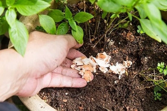 Hai loại “rác” này gia đình nào cũng có, chỉ cần ném vào chậu cây là nụ hoa bật lên và nở bung ra!