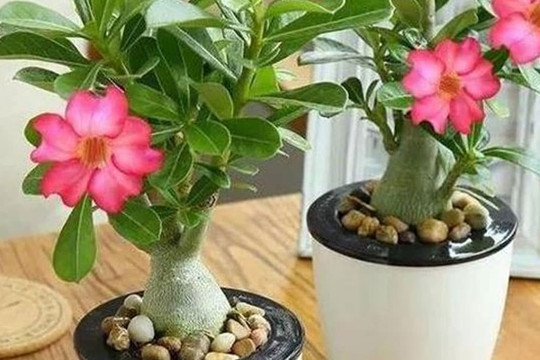 Làm gì khi gặp đất trồng cây đóng cục? Dùng 2 loại này tưới thì đất sẽ tơi xốp, thoáng khí mà không cần thay chậu