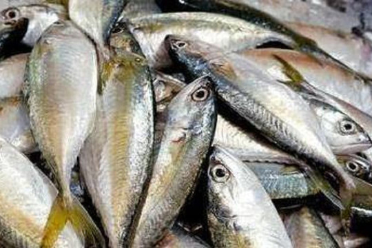 Thích ăn cá, chọn 3 loại cá hoang dã này, nhân tạo không thể nuôi, người bán cá sẽ khen bạn thông minh