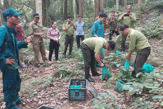 Bình Thuận: Thả 7 cá thể khỉ đuôi lợn và cá thể cầy vòi hương về môi trường tự nhiên