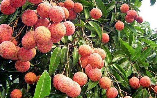 Huyện Thanh Hà tăng cường ứng dụng công nghệ thông tin giới thiệu vải thiều 2023