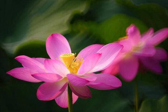 Những người có ngày sinh kết thúc bằng 4 số sau đây là số mệnh giàu sang phú quý cả đời