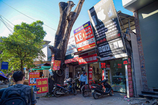 Nhiều cây xanh chết khô và bị xâm phạm tại Hà Nội