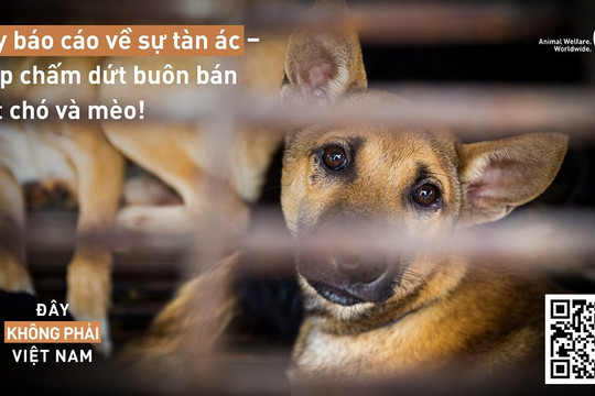 Tổ chức FOUR PAWS ra mắt nền tảng trực tuyến hoạt động liên quan đến nạn buôn bán thịt chó và mèo