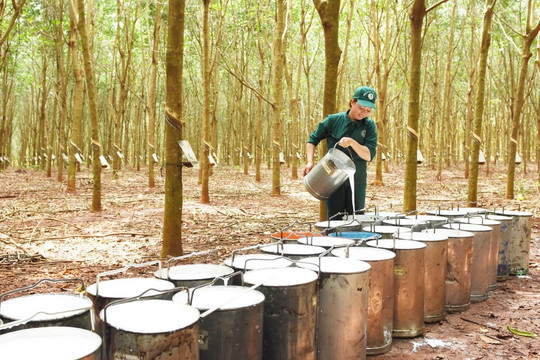 Xuất khẩu cao su quý III/2022 đạt hơn 930 triệu USD