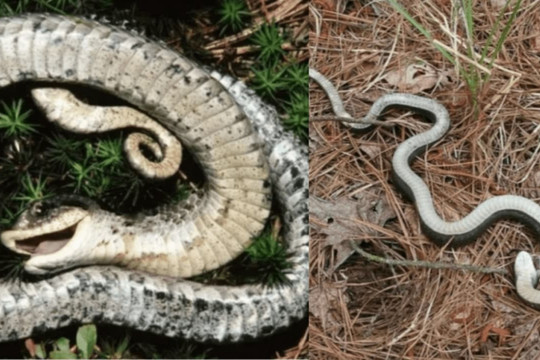 Một loại rắn Hognose thường giả vờ chết để đánh lừa con mồi