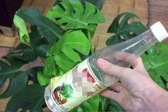 Hôm nay tôi mới biết giấm trắng có tác dụng rất lớn để trồng hoa, không cần bón phân, không cần thay đất, cây vẫn xanh tốt