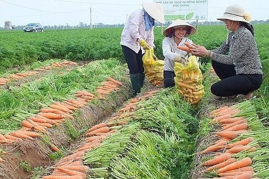 Hải Dương trồng khoảng 1.500 ha cà rốt 