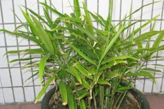 3 thực phẩm thừa trong bếp, ném vào chậu, 30 ngày nữa sẽ ra cây tốt tươi, đẹp mắt hơn cả cây tre may mắn