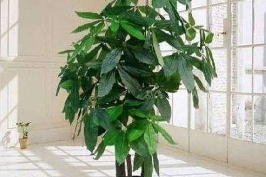 Làm tốt 4 điểm này thì trồng cây kim ngân cực nhanh lớn, rễ khỏe, cành lá xanh tươi