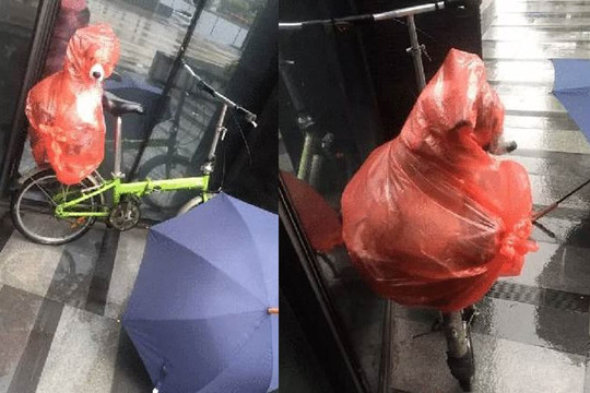 Người chủ đưa chú chó xuống tầng dưới công ty để tránh mưa, đồng nghiệp đi qua và không khỏi bất ngờ