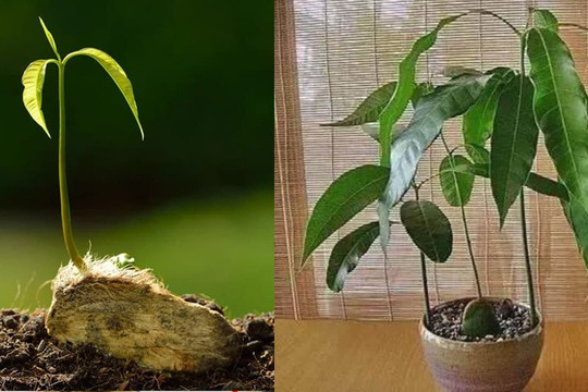 Đừng vứt 4 loại hạt quả này sau khi ăn, dạy bạn vứt chúng vào đất và biến chúng thành một chậu cây cảnh có giá trị kinh tế cao