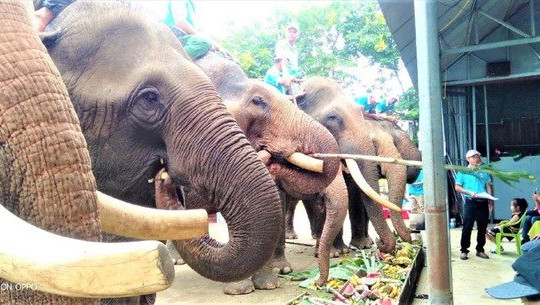 Viện trợ hơn 55,4 tỷ đồng để chấm dứt du lịch cưỡi voi