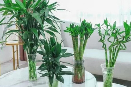 Để nuôi cây phát lộc, cần bổ sung một ít “dung dịch dinh dưỡng”, bộ rễ dày và cành lá tươi tốt