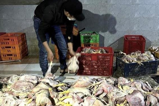 Bắt quả tang cơ sở sơ chế gà chết bốc mùi hôi thối