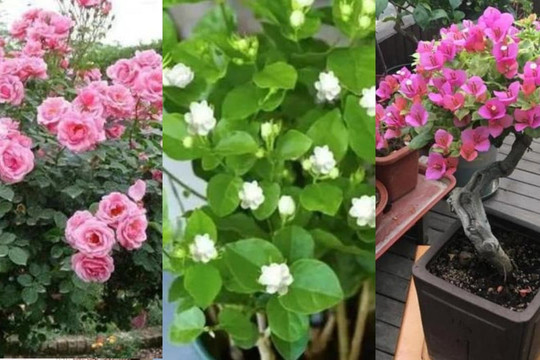 Có 3 loại hoa ở nhà, nhớ cắt một lần khi trời lạnh, chúng sẽ phát triển thịnh vượng và nở nhiều hơn vào năm sau