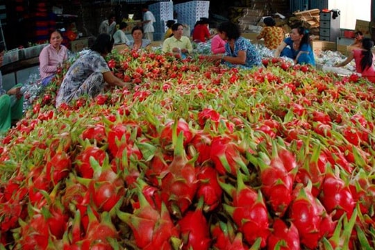 Xuất khẩu rau quả sang Trung Quốc tăng mạnh