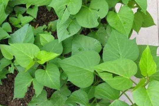 3 loại 'rau' này có thể cắt thành từng khúc ném vào chậu, 30 ngày sẽ nở hoa trong chậu, đẹp hơn cây phát lộc