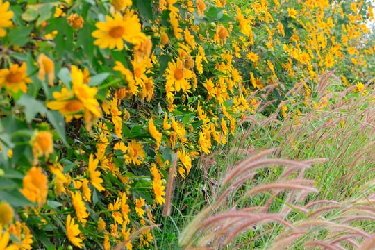 Con đường di sản tơ lụa chào mừng Festival Hoa Đà Lạt 2022