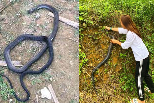 Về ra mắt nhà người yêu, cô gái khiến gia đình bạn trai phải 'sốc' khi dùng tay không đập chết rắn