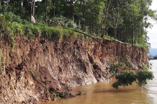 Khẩn cấp: Sạt lở kè đê ở Phúc Thọ, hàng trăm người được vận động sơ tán