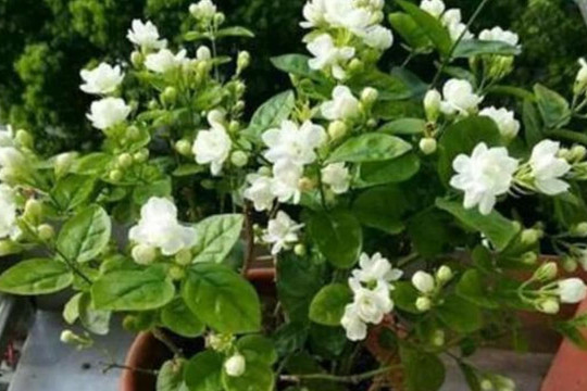 Trồng hoa nhài sau đông, làm đúng 4 điều này, sang năm hoa nhài sẽ lớn mạnh và nở nhiều hơn