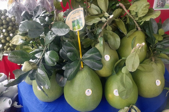 Bưởi da xanh Bến Tre xuất khẩu sang thị trường Mỹ