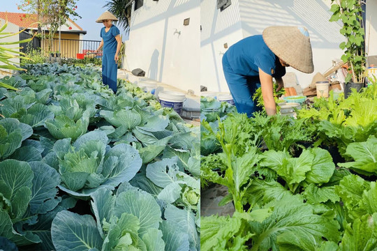 Về hưu, một cô giáo Hà Nội trồng rau trên sân thượng, bí quyết đơn giản để cho năng suất cao