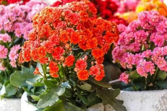 Trời lạnh, hoa lá bỏng có “4 sợ”, đến kỳ ra hoa khó nở nếu mắc sai lầm này