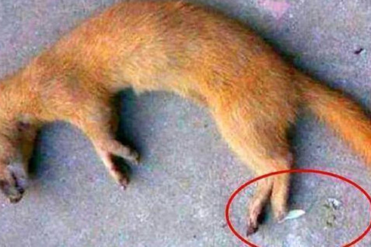 Tại sao tổ tiên chúng ta lại bảo rằng không thể giết chồn? Nghiên cứu khoa học cho thấy thực sự là không thể giết