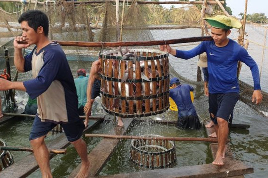 Tổ chức lễ hội tôn vinh cá tra trong 2 ngày 16 và 17.12